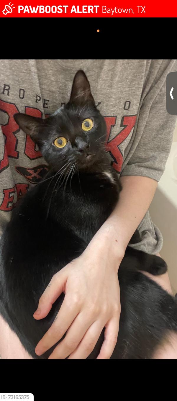 Lost Female Cat last seen manor & knights ct, Baytown, TX 77521