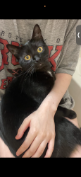 Lost Female Cat last seen manor & knights ct, Baytown, TX 77521