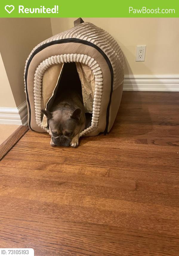 Reunited Male Dog last seen PV Dr S and Conqueror Dr, Rancho Palos Verdes, CA 90275