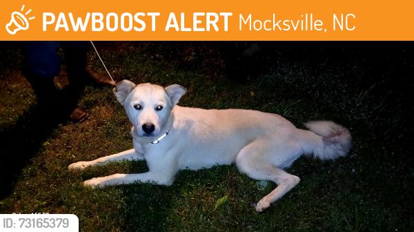 Found/Stray Male Dog last seen Junction Road Mocksville North Carolina, Mocksville, NC 27028