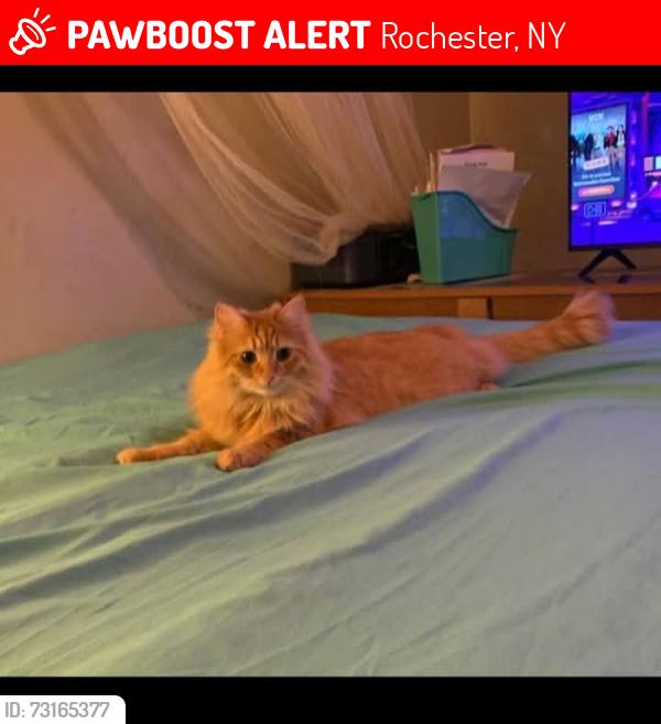 Lost Female Cat last seen Lexington Ave and lake avenue, Rochester, NY 14613
