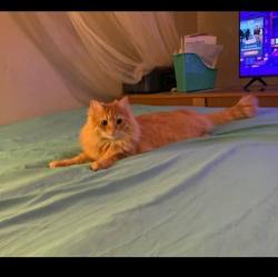 Lost Female Cat last seen Lexington Ave and lake avenue, Rochester, NY 14613