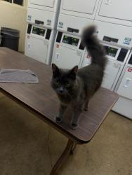 Found/Stray Unknown Cat last seen Arballo dr and Font Blvd, San Francisco, CA 94132