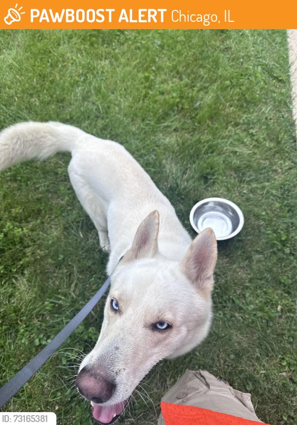 Found/Stray Male Dog last seen 93rd and halsted, Chicago, IL 60620
