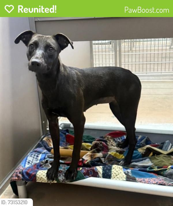 Reunited Female Dog last seen Near Cortland Cir, Roanoke, TX 76262