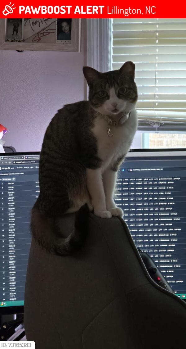 Lost Female Cat last seen Oakmont Subdivision, Lillington, NC 27546