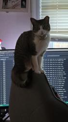 Lost Female Cat last seen Oakmont Subdivision, Lillington, NC 27546