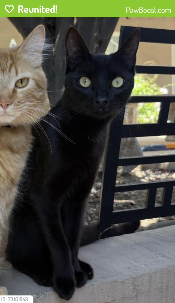 Reunited Male Cat last seen Juniper St & Amaranth Ln, Nipomo, CA 93444