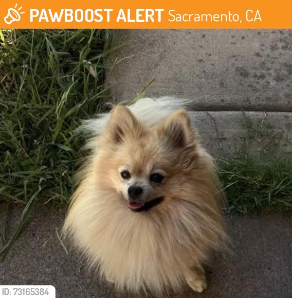 Found/Stray Male Dog last seen Elsie Avenue, Sacramento, CA 95820