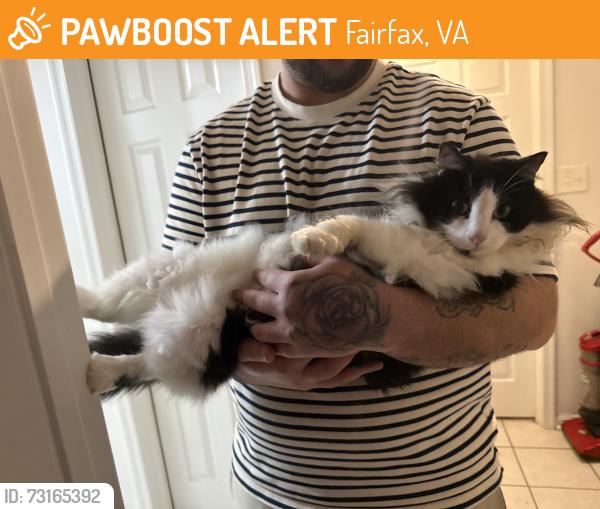 Found/Stray Female Cat last seen Near fox lake dr, Fairfax, VA 22033