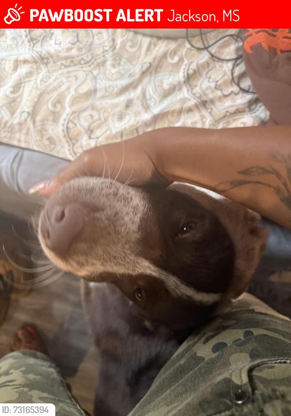 Lost Male Dog last seen Gas station, Jackson, MS 39272