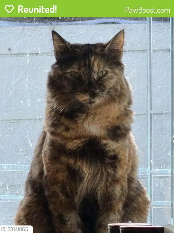 Reunited Female Cat last seen Mantelli street and poplar drive, Gilroy, CA 95020