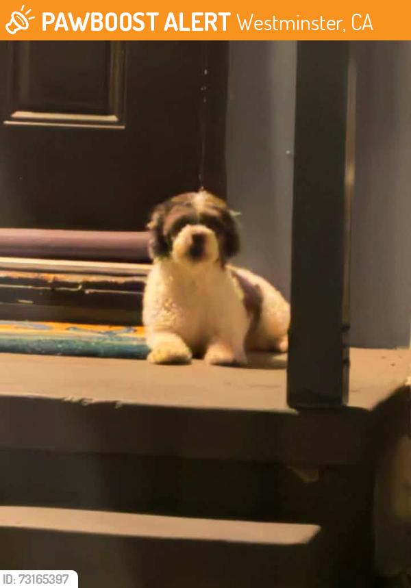 Found/Stray Unknown Dog last seen Springdale/Westminster, Westminster, CA 92683