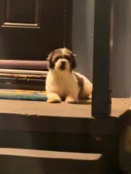 Found/Stray Unknown Dog last seen Springdale/Westminster, Westminster, CA 92683