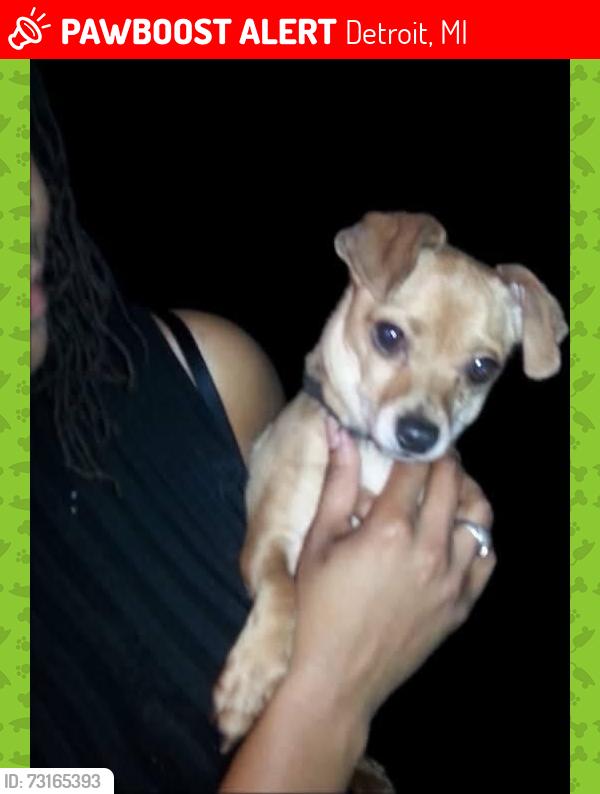 Lost Male Dog last seen West seven mile& meyers, Detroit, MI 48235