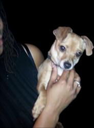 Lost Male Dog last seen West seven mile& meyers, Detroit, MI 48235