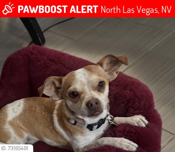 Lost Male Dog last seen Puesta Del Sol St, Tropical Pwky, Pecos, North Las Vegas, NV 89081