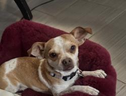 Lost Male Dog last seen Puesta Del Sol St, Tropical Pwky, Pecos, North Las Vegas, NV 89081
