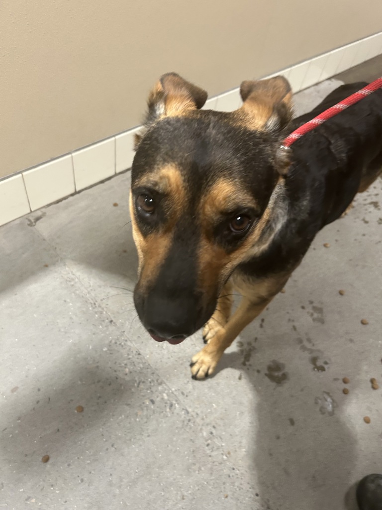 Shelter Stray Female Dog last seen N, SPOKANE VALLEY, WA, 99206, 6815 E Trent Ave, Spokane, WA 99212, USA