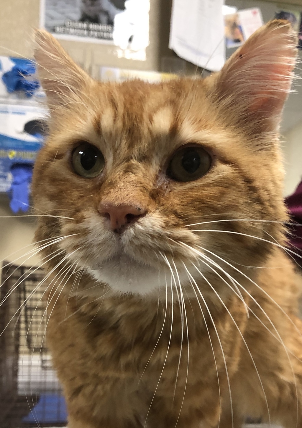 Shelter Stray Male Cat last seen W, SPOKANE, WA, 99205, 6815 E Trent Ave, Spokane, WA 99212, USA