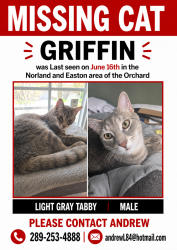 Lost Male Cat last seen Norland Dr, Burlington, ON 