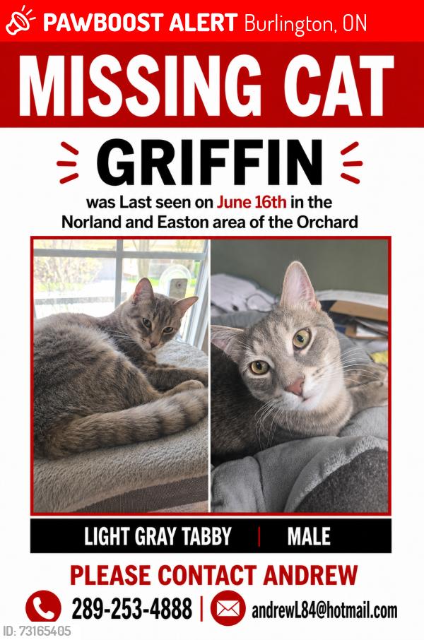 Lost Male Cat last seen Norland Dr, Burlington, ON 