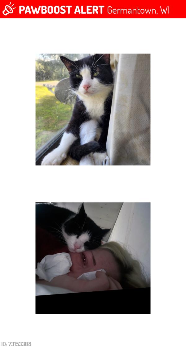 Lost Male Cat last seen Whistling Wings Subdivision, Germantown, WI 53950