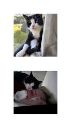 Lost Male Cat last seen Whistling Wings Subdivision, Germantown, WI 53950