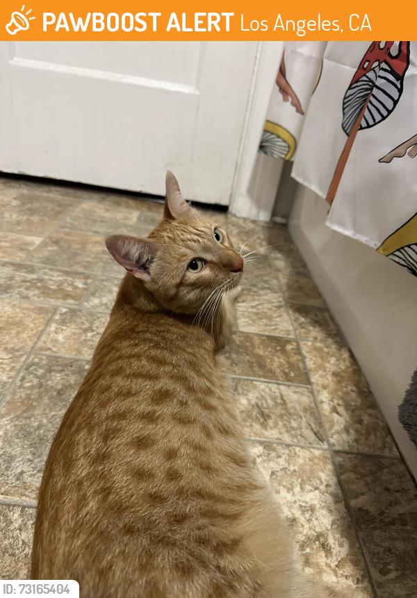 Found/Stray Male Cat last seen Yucca and Vine, Los Angeles, CA 90028