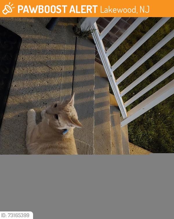 Found/Stray Unknown Cat last seen Chestnut street, Lakewood, NJ 08701