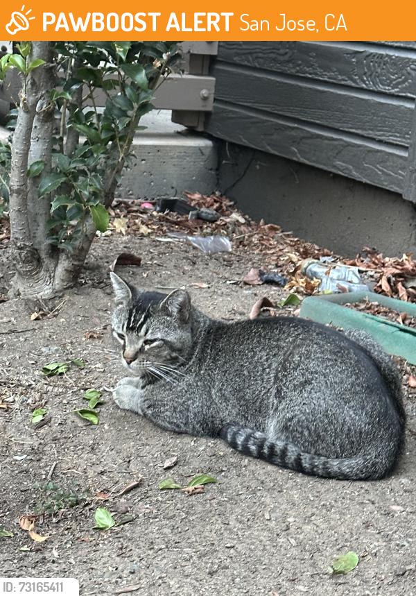 Found/Stray Unknown Cat last seen Bell Almaden apmt, San Jose, CA 95123