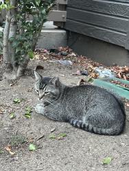 Found/Stray Unknown Cat last seen Bell Almaden apmt, San Jose, CA 95123