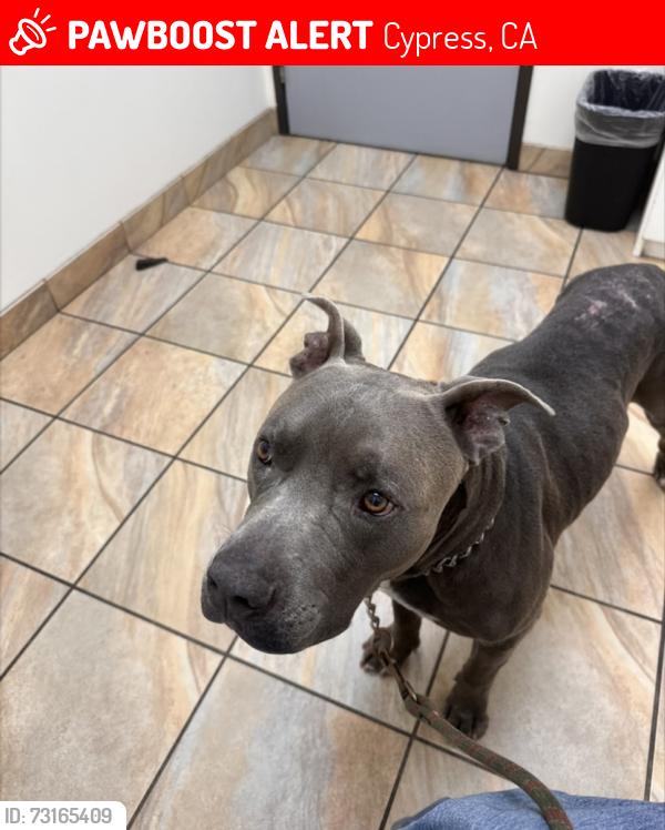 Lost Male Dog last seen julie beth and ethel st, Cypress, CA 90630
