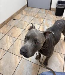 Lost Male Dog last seen julie beth and ethel st, Cypress, CA 90630