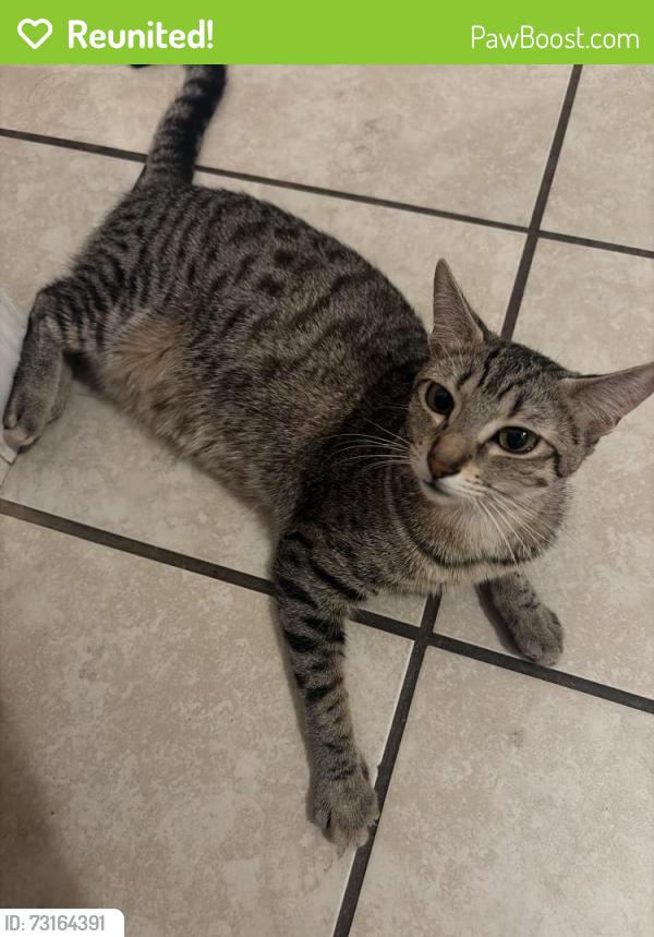Reunited Female Cat last seen oak glen & yuciapa blvd, Yucaipa, CA 92399