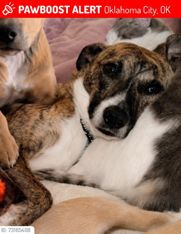 Lost Male Dog last seen NW 29th & Ann Arbor, Oklahoma City, OK 73122