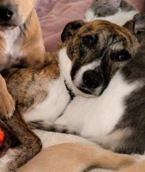Lost Male Dog last seen NW 29th & Ann Arbor, Oklahoma City, OK 73122