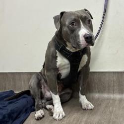 Shelter Stray Male Dog last seen , 361 S Raymond Ave, Pasadena, CA 91105, USA