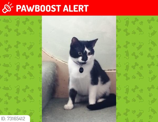 Lost Male Cat last seen Police station ruislip, Greater London, England HA4 7LA
