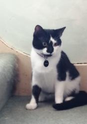 Lost Male Cat last seen Police station ruislip, Greater London, England HA4 7LA