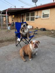 Lost Male Dog last seen Near Custer Ave, Odessa, TX 79761