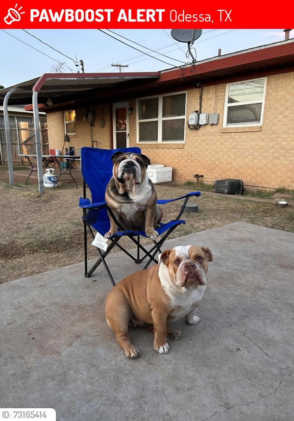 Lost Male Dog last seen Near Custer Ave, Odessa, TX 79761