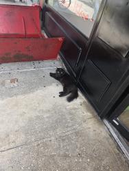 Reunited Female Cat last seen Milano market westside, New York, NY 10025