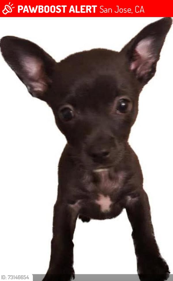 Lost Female Dog last seen Lewis and Durant st, San Jose, CA 95111