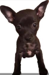 Lost Female Dog last seen Lewis and Durant st, San Jose, CA 95111