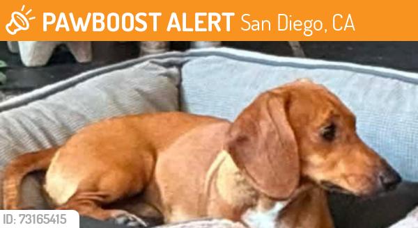 Found/Stray Male Dog last seen Doriana, San Diego, CA 92139