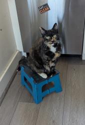 Lost Female Cat last seen Powell & Vallejo, near Central Station, San Francisco, CA 94133