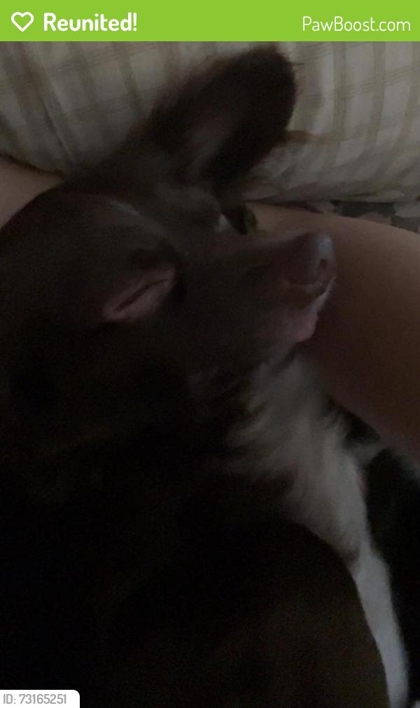 Reunited Male Dog last seen Trask Ave, Garden Grove, CA 92844
