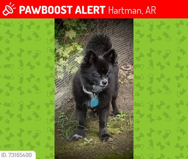 Lost Male Dog last seen Private Road 2257 & Hiway 64 Hartman AR 72840, Hartman, AR 72840