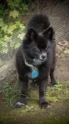 Lost Male Dog last seen Private Road 2257 & Hiway 64 Hartman AR 72840, Hartman, AR 72840